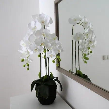 Rocha Prime Портиман